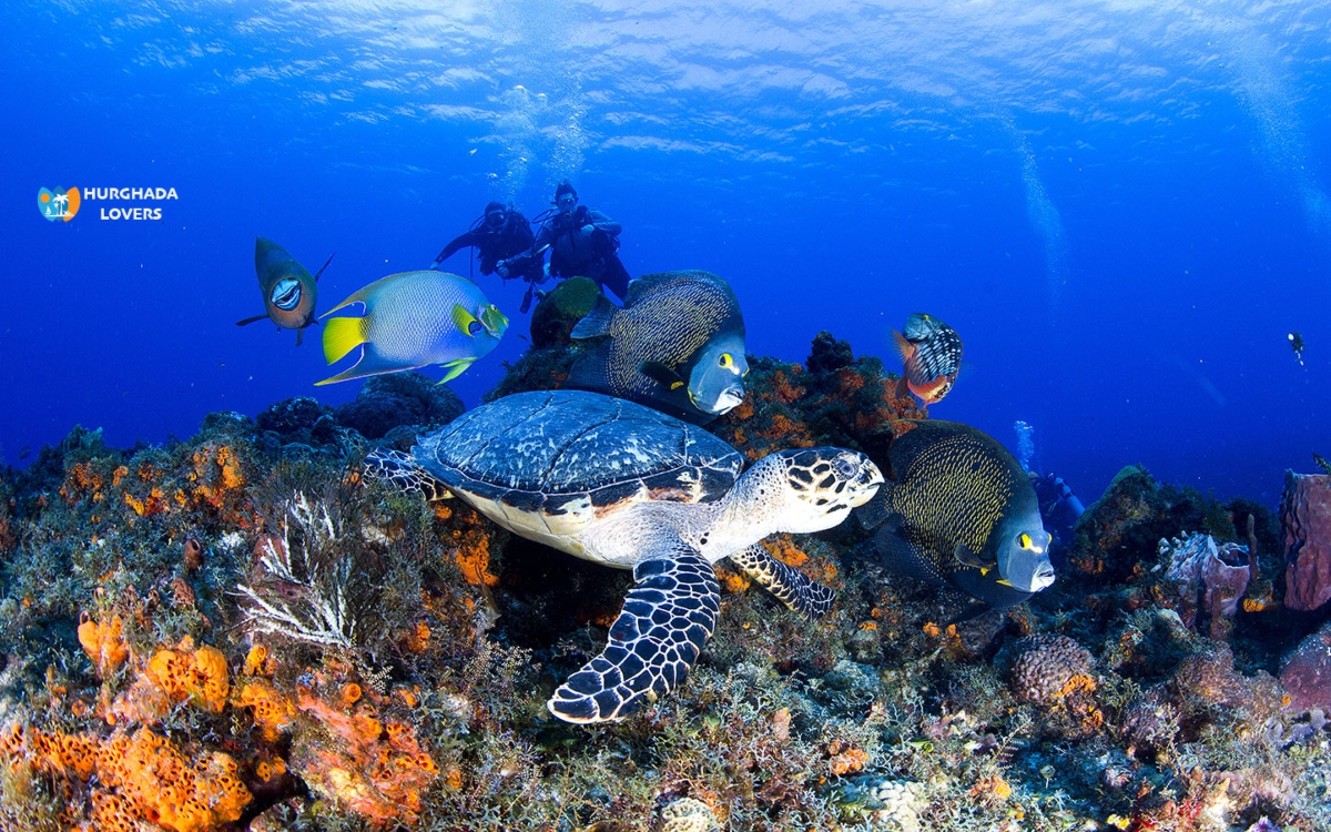 Diverse Marine Life-Sharm El Sheikh
