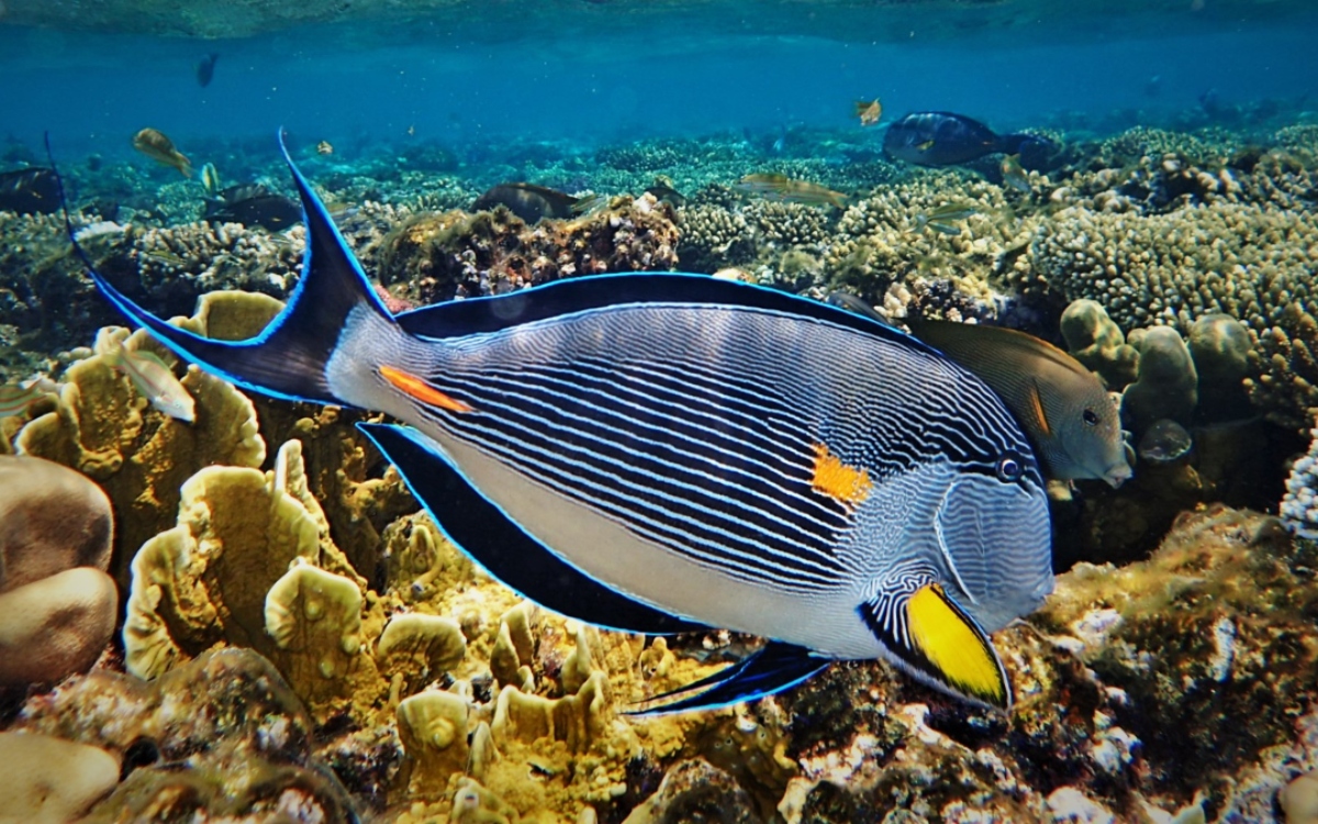 Diverse Marine Life_ Sharm El Sheikh