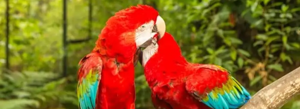 Jurong Bird Park