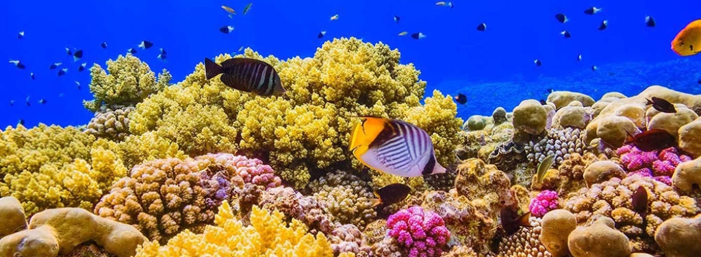 coral reefs in red sea