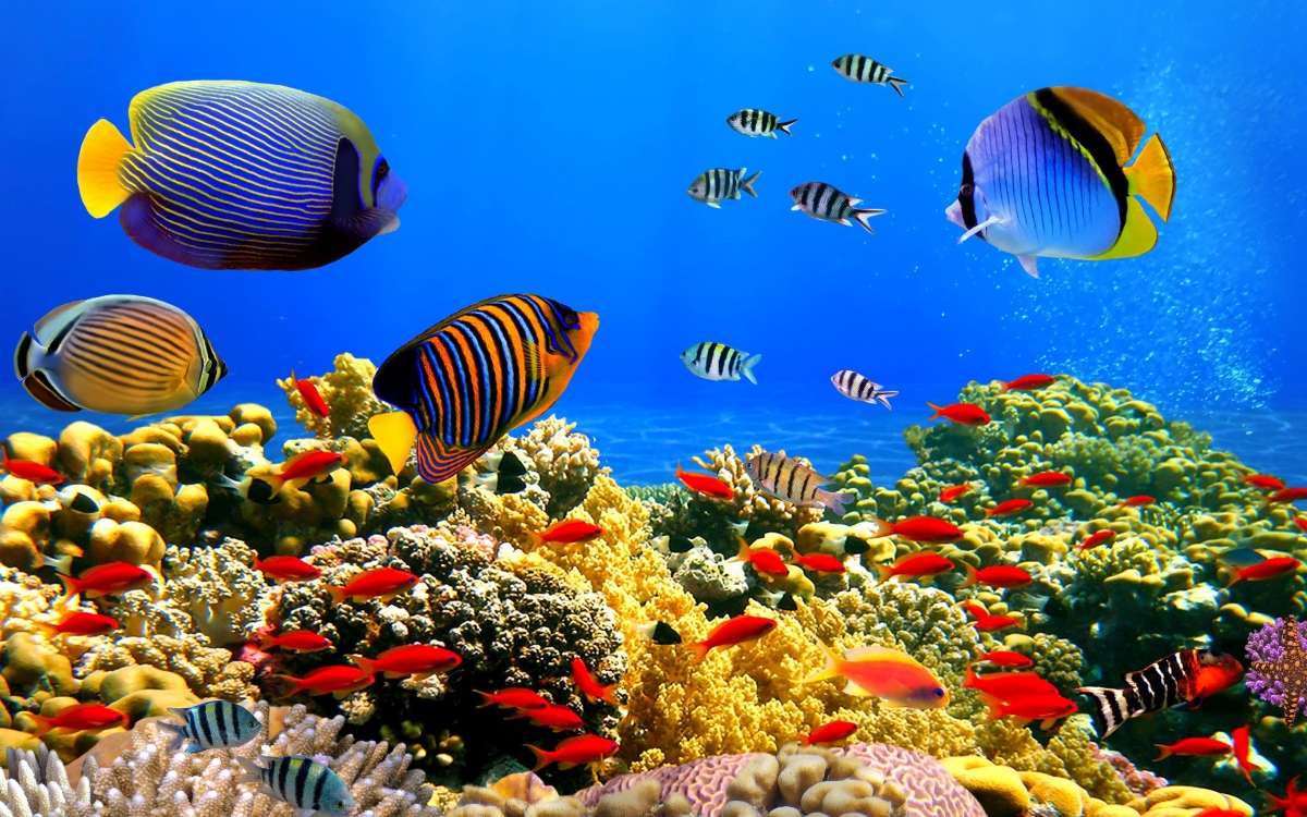 coral reefs in the red sea