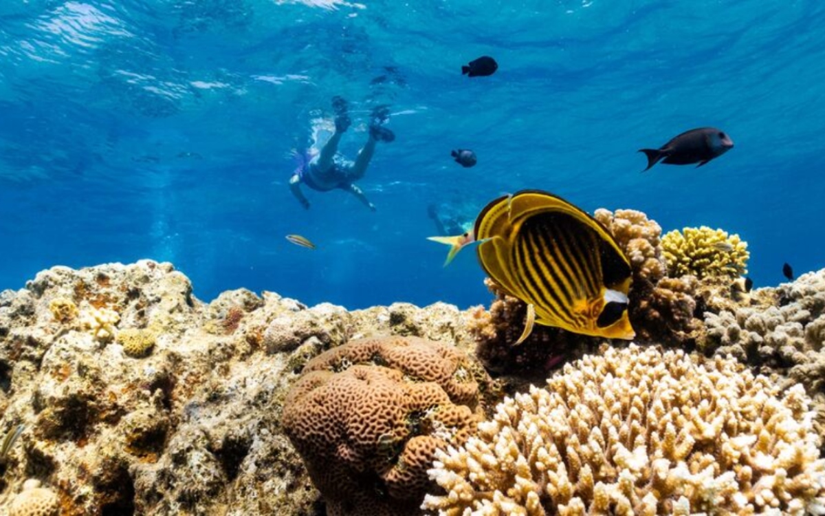 coral reefs-red sea