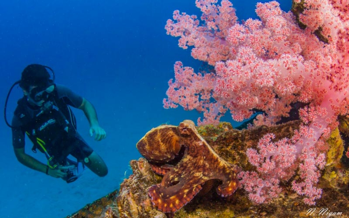 diving in Indian ocean