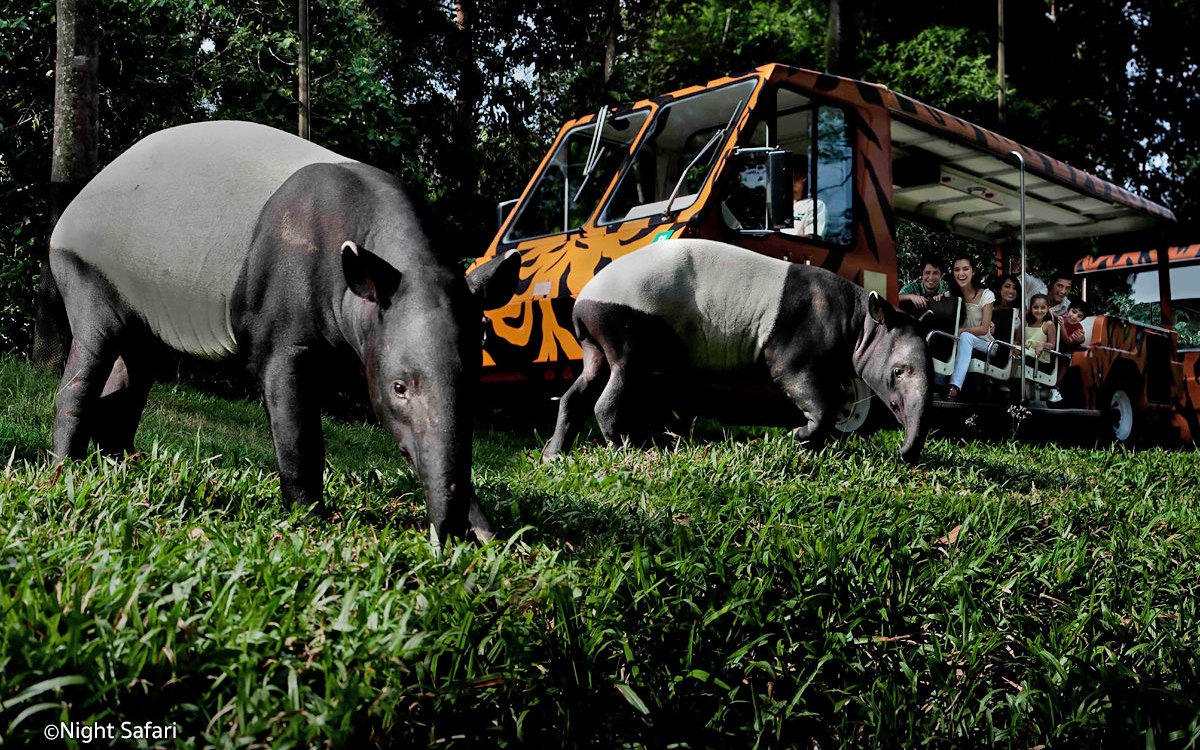 singapore-night-safari